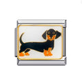 Charm Italian Dachshound